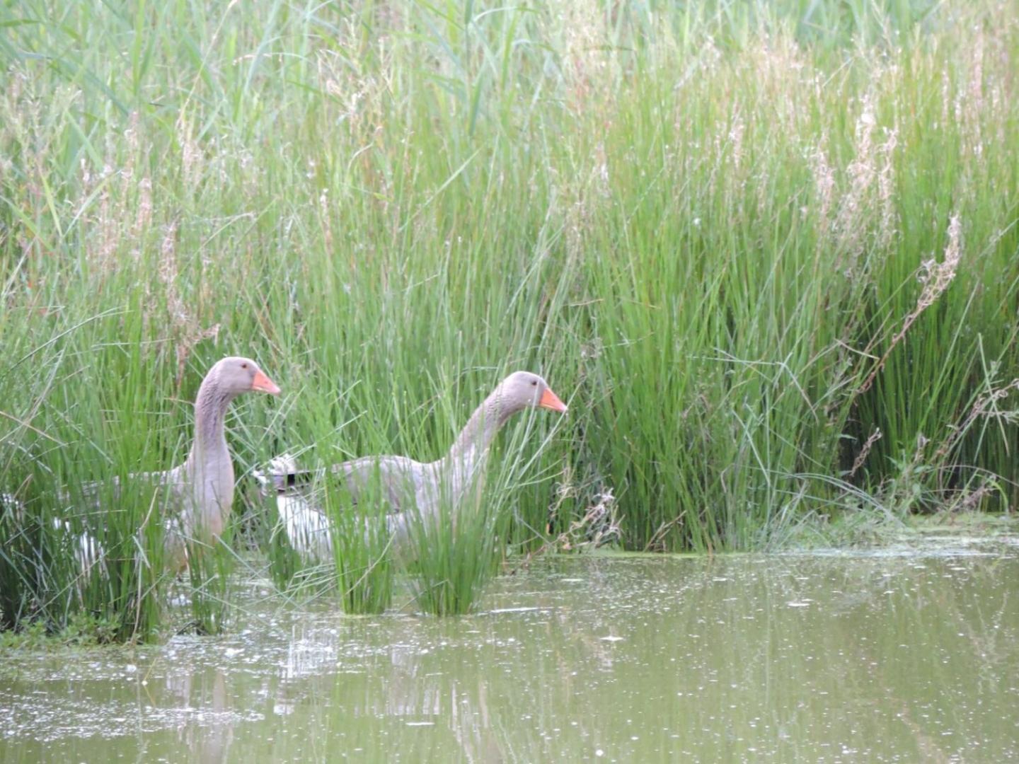 Espace Nature Studio Independant Proche Du Parc Des Oiseaux Sainte-Olive 외부 사진