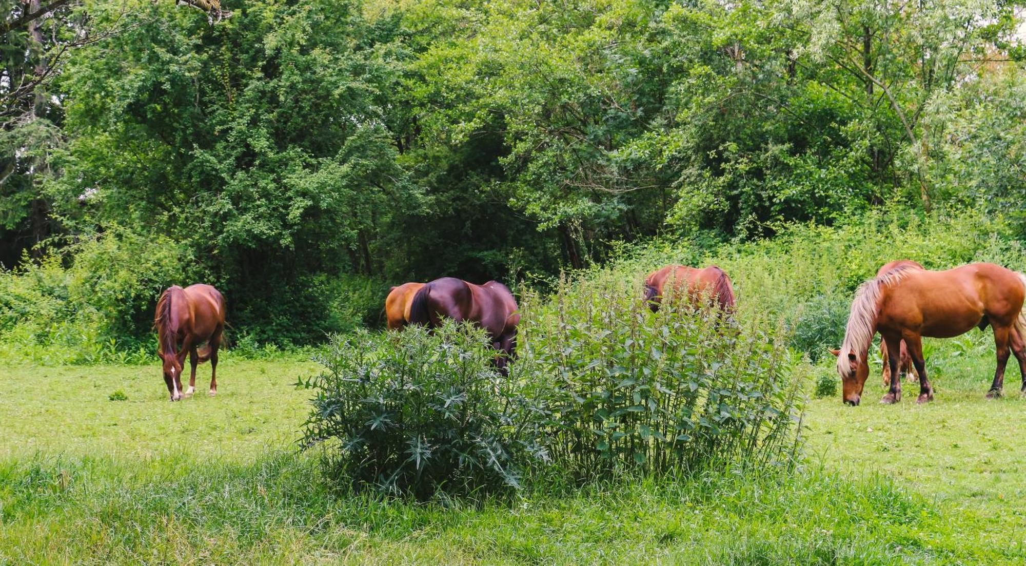 Espace Nature Studio Independant Proche Du Parc Des Oiseaux Sainte-Olive 외부 사진