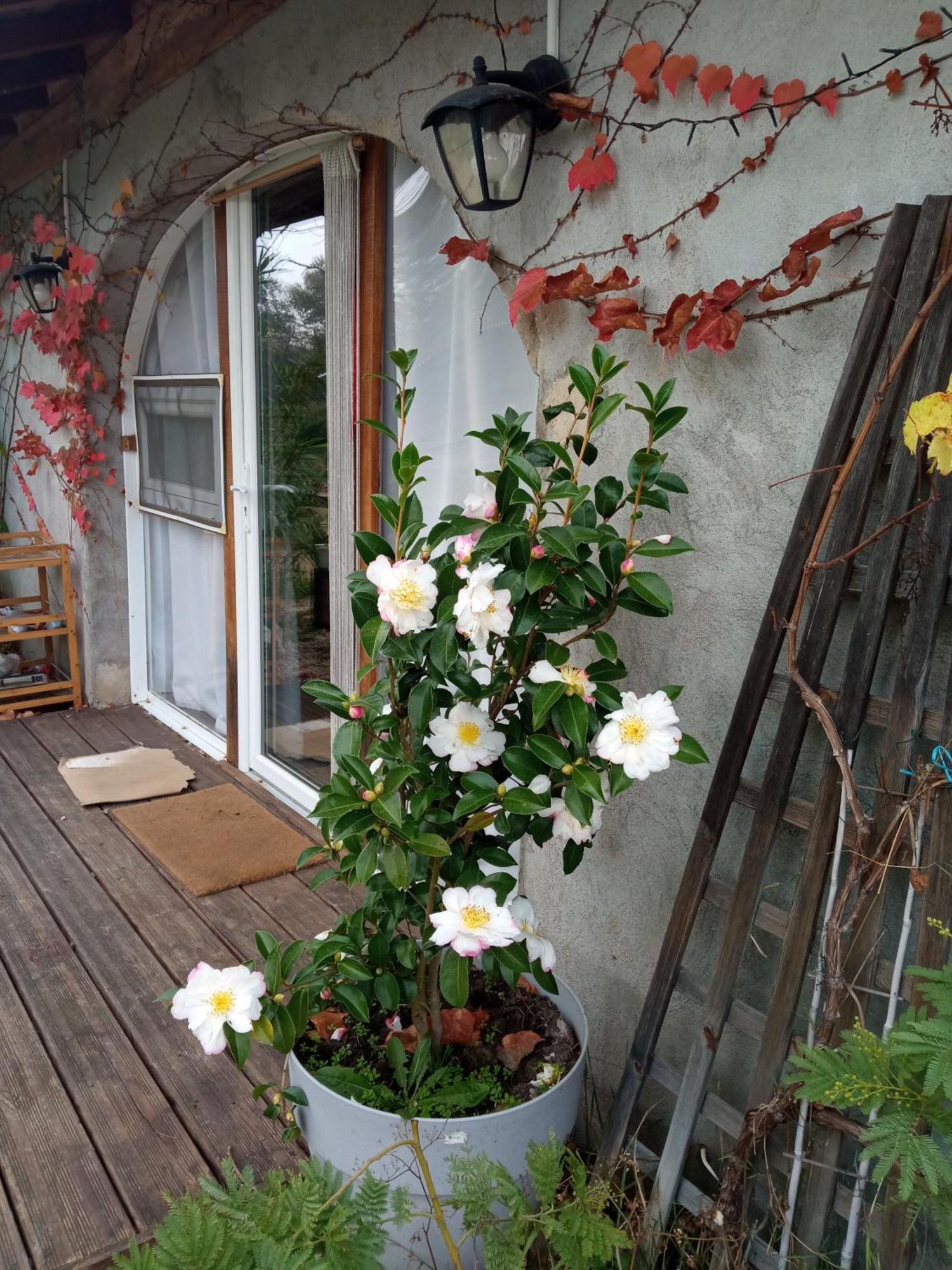 Espace Nature Studio Independant Proche Du Parc Des Oiseaux Sainte-Olive 외부 사진