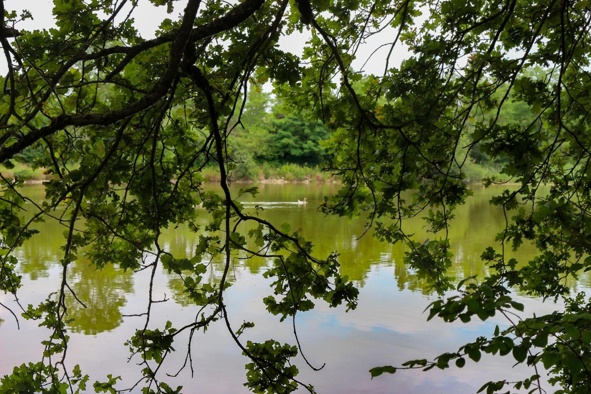 Espace Nature Studio Independant Proche Du Parc Des Oiseaux Sainte-Olive 외부 사진